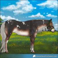 Horse Color:White Spotted Liver Chestnut Mushroom Sabino 