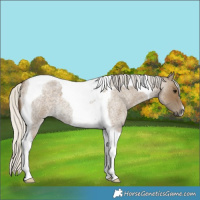 Horse Color:Silver Smoky Blue Roan Tobiano