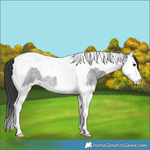 Horse Color:Blue Roan Splash Tobiano 