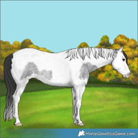 Horse Color:Blue Roan Splash Tobiano 