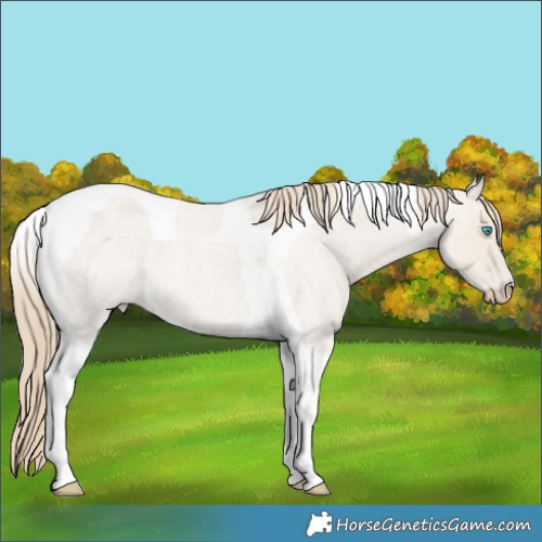 Horse Color:Smoky Creme Roan Dun Tobiano 