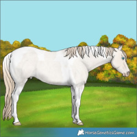 Horse Color:Smoky Creme Roan Dun Tobiano