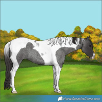 Horse Color:Smoky Blue Roan Tobiano 