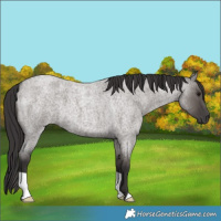 Horse Color:Smoky Grullo Roan