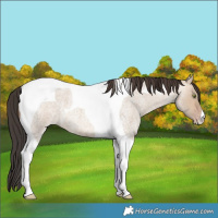 Horse Color:Sable Champagne Roan Dun Tobiano 
