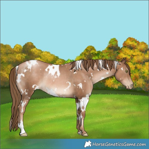 Horse Color:White Spotted Liver Chestnut Pearl Rabicano 