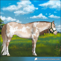 Horse Color:White Spotted Liver Red Dun Pearl 