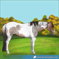 Horse Color:Bay Roan Tobiano 