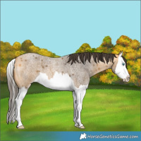 Horse Color:Buckskin Roan Splash 