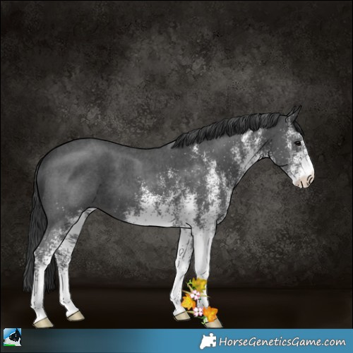 Horse Color:White Spotted Black 