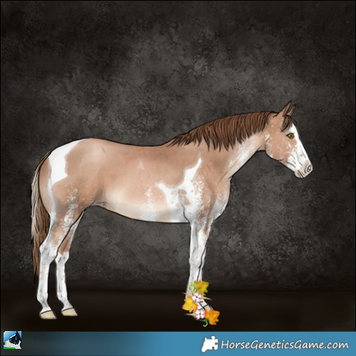 Horse Color:White Spotted Liver Chestnut Pearl Splash Tobiano 