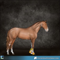 Horse Color:White Spotted Brown Pearl Tobiano 