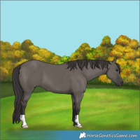 Horse Color:Smoky Grullo