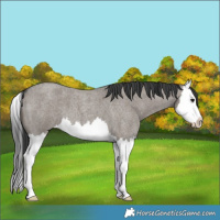 Horse Color:Grullo Roan Splash 