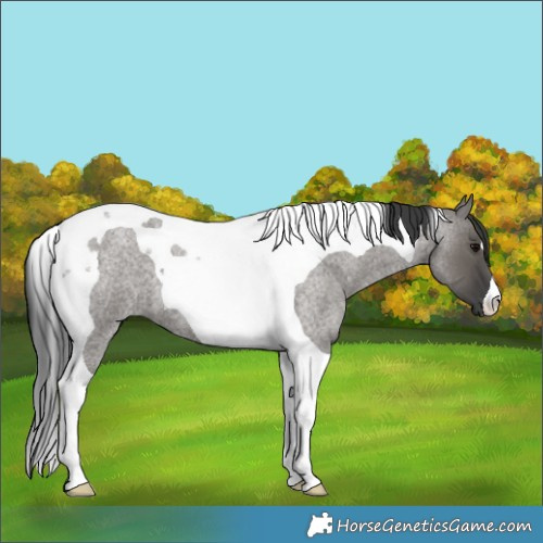Horse Color:Grullo Roan Tobiano