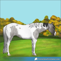 Horse Color:Grullo Roan Tobiano 