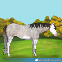 Horse Color:Bay Roan Splash