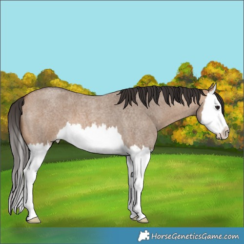 Horse Color:Bay Roan Dun Splash