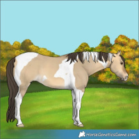 Horse Color:Buckskin Dun Tobiano