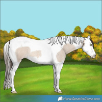 Horse Color:Amber Champagne Roan Dun Splash Tobiano