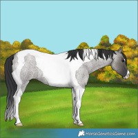 Horse Color:Grullo Roan Tobiano