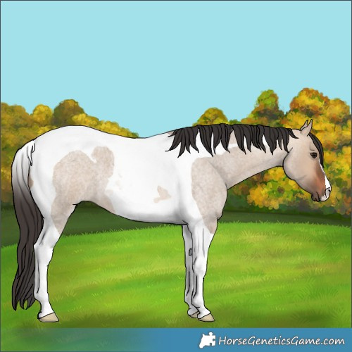 Horse Color:Bay Roan Dun Tobiano 