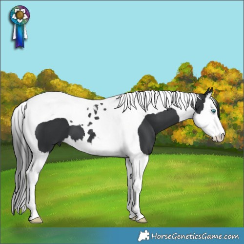 Horse Color:Black Splash Tobiano