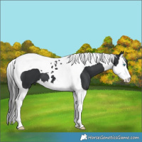 Horse Color:Black Splash Tobiano 