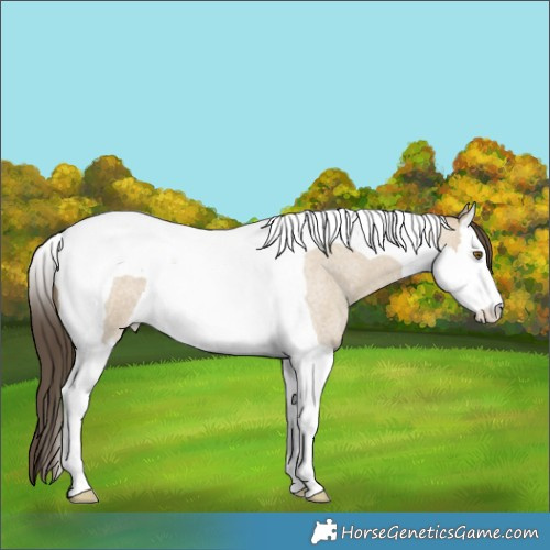 Horse Color:Classic Cream Champagne Roan Dun Splash Tobiano