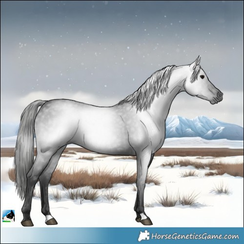 Horse Color:Gray Black Rabicano 