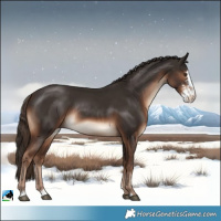 Horse Color:Liver Chestnut Sabino Rabicano