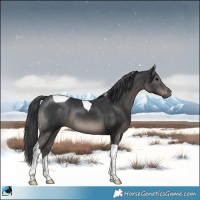 Horse Color:Black Tobiano Rabicano