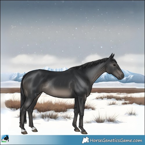 Horse Color:Black Rabicano
