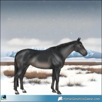 Horse Color:Black Rabicano 