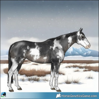 Horse Color:Black Sabino Rabicano 