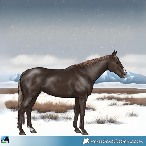 Horse Color:Liver Chestnut Sabino Rabicano