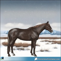 Horse Color:Liver Chestnut Sabino Rabicano 