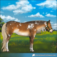 Horse Color:White Spotted Chocolate Palomino Mushroom Tobiano Rabicano