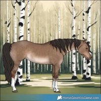 Horse Color:White Spotted Liver Red Dun Rabicano
