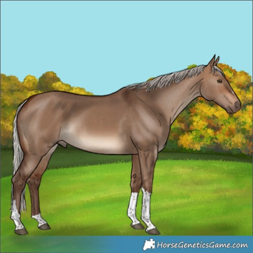 Horse Color:Silver Brown Dun Tobiano 