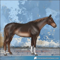 Horse Color:Liver Chestnut Tobiano 