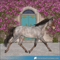 Horse Color:Liver Red Roan