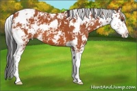 Horse Color:Bay Sabino 