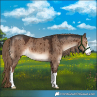 Horse Color:White Spotted Liver Red Dun Brindle 