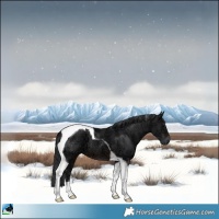Horse Color:Brown Ice Tobiano