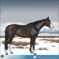 Horse Color:Brown Sabino Rabicano