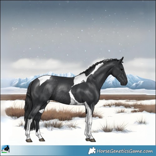 Horse Color:Black Tobiano Rabicano