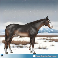 Horse Color:Liver Chestnut Sabino Rabicano 