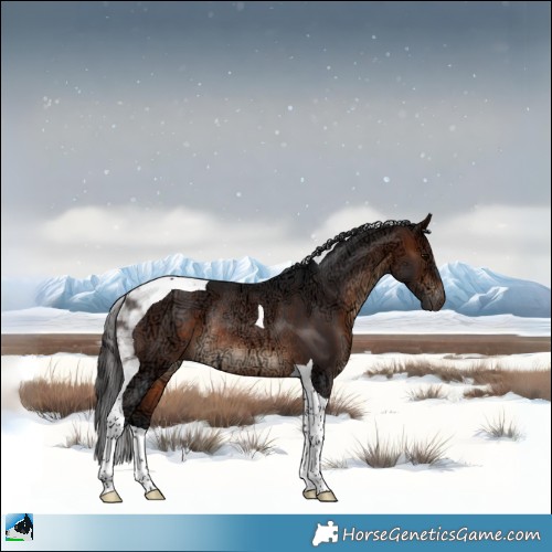 Horse Color:Brown Ice Tobiano Rabicano