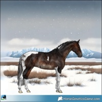Horse Color:Brown Ice Tobiano Rabicano 